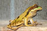 Smilisca phaeota