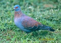 Columba guinea - Speckled Pigeon