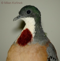 Gallicolumba crinigera - Mindanao Bleeding-heart dove