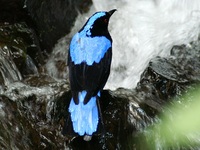 Irena puella - Asian Fairy Bluebird