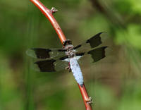 Image of: Libellula lydia