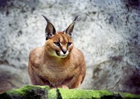 Caracal caracal - Caracal