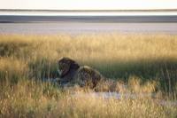 Panthera leo bleyenberghi - Katanga Lion