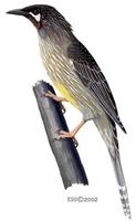 Image of: Anthochaera carunculata (red wattlebird)