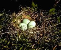 Image of: Coccyzus erythopthalmus (black-billed cuckoo)