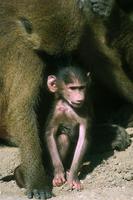 Papio cynocephalus - Yellow Baboon