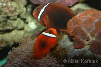 Amphiprion frenatus - Blackback Anemonefish