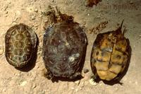 Mauremys leprosa - Spanish Turtle