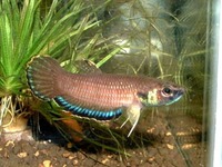 Betta simplex