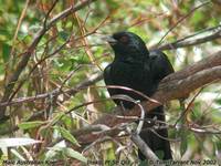 Australian Koel - Eudynamys cyanocephalus