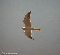 Pallid Harrier - Circus macrourus