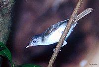 Scaly-crowned Babbler - Malacopteron cinereum