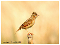 Australasian Bushlark - Mirafra javanica