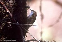 Rusty-flanked Treecreeper - Certhia nipalensis