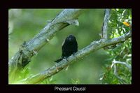 Pheasant Coucal