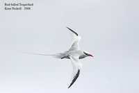 Red-billed Tropicbird - Phaethon aethereus