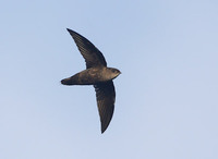 Band-rumped Swift (Chaetura spinicauda) photo