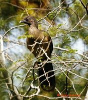 Plain Chachalaca - Ortalis vetula