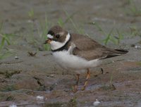 Semipalmated Plover - Charadrius semipalmatus