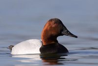 Canvasback (Aythya valisineria) photo