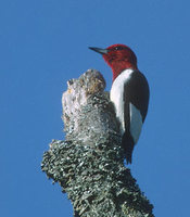 Red-headed Woodpecker (Melanerpes erythrocephalus) photo