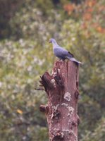 Trocaz Pigeon - Columba trocaz