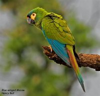 Blue-winged Macaw - Primolius maracana