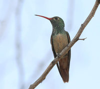 Buff-bellied Hummingbird - Amazilia yucatanensis