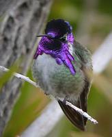 Costa's Hummingbird - Calypte costae