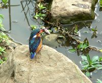 Malachite Kingfisher - Alcedo cristata