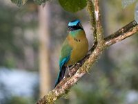 Blue-crowned Motmot - Momotus momota