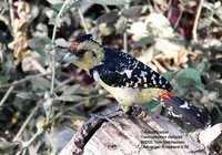 Crested Barbet - Trachyphonus vaillantii