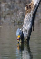 Golden-fronted Woodpecker - Melanerpes aurifrons