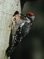 Red-naped Sapsucker - Sphyrapicus nuchalis