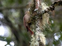 Spot-crowned Woodcreeper - Lepidocolaptes affinis