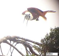 Three-wattled Bellbird - Procnias tricarunculata