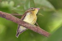 White-crested Spadebill - Platyrinchus platyrhynchos