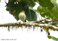 Barred Becard - Pachyramphus versicolor