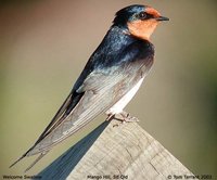 Welcome Swallow - Hirundo neoxena