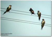 Greater Striped-Swallow - Cecropis cucullata