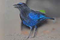 Malabar Whistling-Thrush - Myophonus horsfieldii