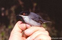 Sardinian Warbler - Sylvia melanocephala