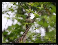 Sumba Flycatcher - Ficedula harterti