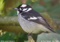 White-eared Monarch - Monarcha leucotis