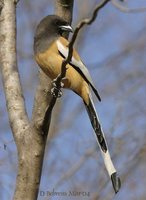 Rufous Treepie - Dendrocitta vagabunda