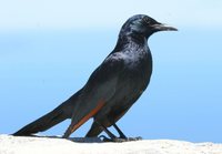 Red-winged Starling - Onychognathus morio