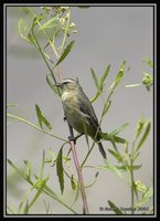 Cinereous Conebill - Conirostrum cinereum