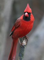 Northern Cardinal - Cardinalis cardinalis