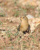 Blue Bunting - Cyanocompsa parellina