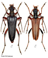 Stenocorus meridianus